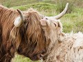 60-Hw-Sc-Bf11 -60-Skey, Highlander Longhorn