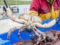 Shet-01-06-Schaaldieren voor de uitvoer