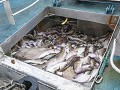 Shet-01-05-Visvangst in Shetland