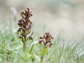 Shet-01-32-Groene nachtorchis of Frog Orchid