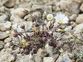 Shet-01-34- Endemisch Edmondston's chickweed (Cera