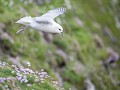 Shet-01-54-Noordse stormvogel