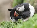 Shet-01-58-Papagaaiduiker poetsend 1