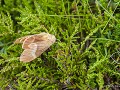 Sc-Sh23-05 -15-Hageheld motje, Sgur a Chaorachain 