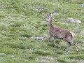 Sc-Sh23-05 -26-Bealach na Ba, Edelherten op bezoek