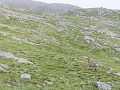 Sc-Sh23-05 -28-Bealach na Ba, Edelherten op bezoek