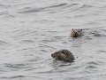 Sc-Sh23-03 -56-Brae, Otters in zicht 