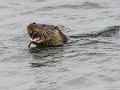 Sc-Sh23-03 -58-Brae, Otter met Paling in zicht 