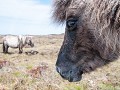 Sc18-04   30 Eriskay ponies