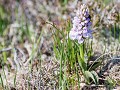 Sc18-04   36 Misschien Early Marsh Orchid