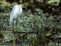 FL1-5-35-Open moerassen - Grote zilverreiger in br