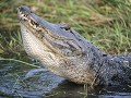 FL1-5-55-Open moerassen - Amerikaanse alligator, b