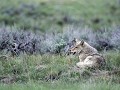 YEL1&2 -31 - Yellowstone N.P. - Coyote