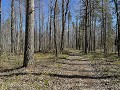 No-Zw-La25-02 -07-Nas, camping Dalarna, boswandeli