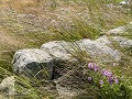 No-Zw-La25-07 -62-Windvlagen in de restaurant tuin