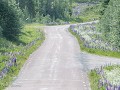 Zw22-08 -42-De Lupinenroute