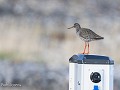 6-Varanger, een Tureluur op bezoek op de camping-6