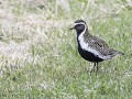 7-Varanger, Goudplevier-7