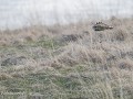 9-Varanger, Velduil op bezoek-9
