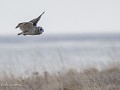 10-Varanger, Velduil op bezoek-10