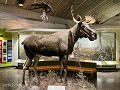Zw-Fi-No26-05 -22-Jokkmokk, Ajtte Museum, Eland en