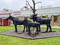 Zw-Fi-No26-05 -31-Arvidsjaur, Elanden in de stad