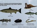 Zw-Fi-No26-05 -37-Vormforsen, natuurreservaat