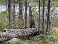 Zw-Fi-No26-05 -44-Vormforsen, natuurreservaat