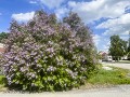Zw-Fi-No26-05 -50-Vindseln, de lente in eindelijk 