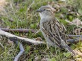 Zw22-03.37-Camping Hatte - Huismus