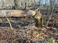Zw-Fi-No26-03 -30-Tuva Natuurreservaat met beversp