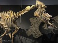 Zw-Fi-No26-03 -36-Skelleftea Museum, prehistorisch