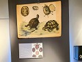 Zw-Fi-No26-03 -47-Pitea Museum, schoolcollectie
