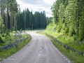 Zw-Fi-No26-07 -02-Lupinen langs de weg naar Malung