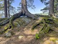 Zw-Fi-No26-07 -04-Karlskoga, bos aan het Mokeln me
