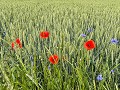 Zw-Fi-No26-07 -10-Tarweveld met Klaprozen en Koren
