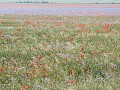 Zw-Fi-No26-07 -12-Tarwevelden met Klaprozen en Kor
