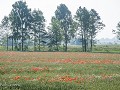 Zw-Fi-No26-07 -14-Tarwevelden met Klaprozen