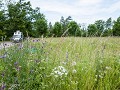Zw-Fi-No26-07 -16-Mwenzi aan het Krakeryd natuurre