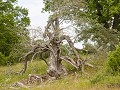 Zw-Fi-No26-07 -19-Krakeryd natuurreservaat, bomen 