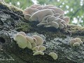 Zw-Fi-No26-07 -22-Krakeryd natuurreservaat, Oester