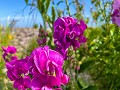 Zw-Fi-No26-07 -29-Granna haven, Brede lathyrus