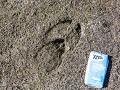 No-Zw-La25-05 -17-Sporen van Eland