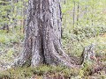 No-Zw-La25-05 -41-Kunstwerk in het bos