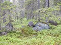 Zw22-06 -12-Wandeling in het bos