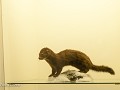 Zw22-06 -50-Jokkmokk- Ajtte museum, opgezette Mink