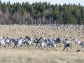 Zw-Fi-No26-01 -13-Kraanvogels aan Trandansen