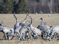 Zw-Fi-No26-01 -15-Baltsende Kraanvogels