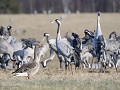 Zw-Fi-No26-01 -16-Een Grauwe gans houd de wacht