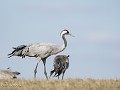 Zw-Fi-No26-01 -20-Kraanvogel